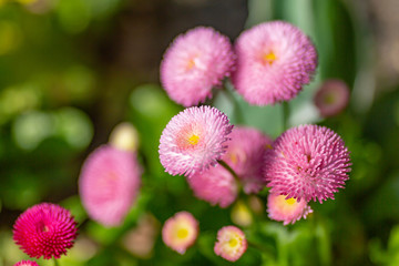 Pretty pink bellis flowers, with a shallow depth of field
