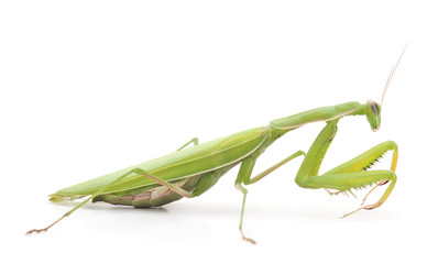 One green mantis.