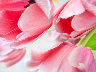 spring pink tulips with petals in close up view
