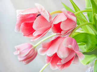 four pink tulips with tender petals