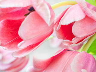 pink tulips on gray background