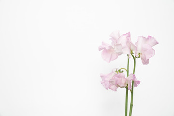 Fototapeta na wymiar Delicate pink sweet pea bloom on white background with copy space
