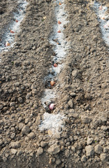garlic cloves in the furrow with ash in the fall.