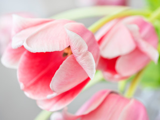 tulips petal in close up