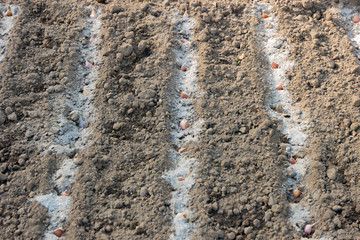 verticall furrows whith garlic cloves and ash.