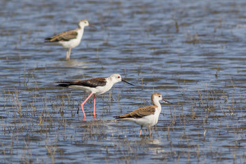 juvenile black-winged stilt (Himantopus himantopus)