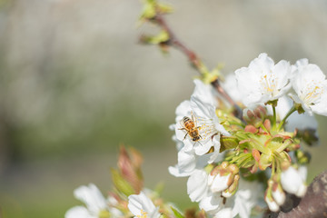 Obraz na płótnie Canvas Bee laid on white flowers of a cherry tree