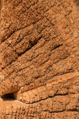 Wood texture, wooden background