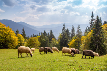Herd of sheep grazing high in the mountains in autumn on alpine meadow