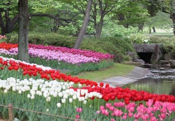 Tulips of various colors and shapes coloring the park in spring, looking like a painting.