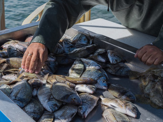fangfrischer fisch zum Verkauf angeboten