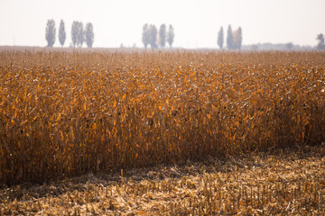 View of the corn field to the horizon sunny hot day. Theme is organic and agrarian