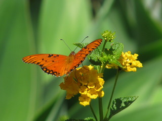 Orange butterfly with yellow flowers