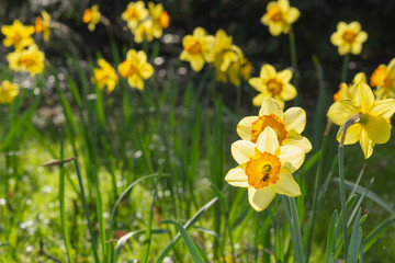 Narzissen hell von der Sonne durchleuchtet mit Biene im Bl&uuml;tenkelch. Im Hintergrund weitere Narzissen von der Sonne beleuchtet.