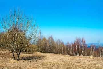 A beautiful spring day in the open-air valleys against the background of the forest and the blue sky