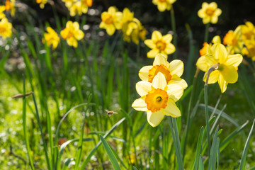 Narzissen hell von der Sonne durchleuchtet mit Biene im Blütenkelch. Im Hintergrund weitere Narzissen von der Sonne beleuchtet.