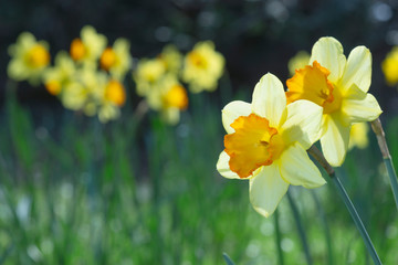 Narzissen hell von der Sonne durchleuchtet. Im Hintergrund weitere Narzissen von der Sonne beleuchtet.