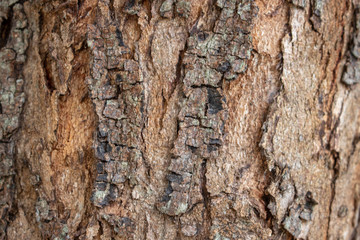 Tree stem texture