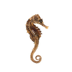 Closeup of a sea horse swimming on a white background