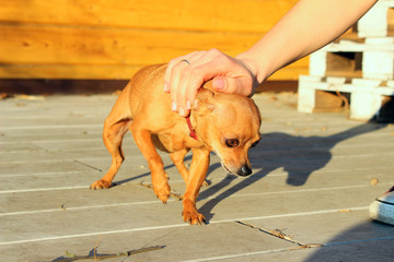 Female Hand Petting Little Dog. Pet, Animals Concept.  Owner And Pet. Cowardly Little Dog Outdoors.