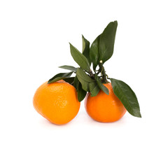 Tangerines fruit on branch with green fresh leaves isolated on white background. Without a shadow