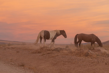 Fototapeta na wymiar Wild Horses at sunset in the Utah Desert