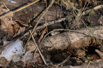 Field mouse in the park in early spring