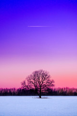 Lonely tree at sunset and a plane in the sky