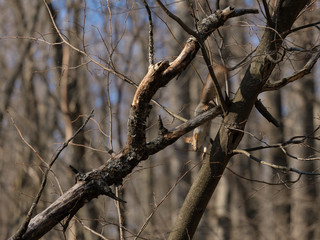 Squirrel in the park in early spring