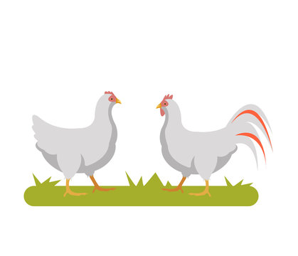 Two chicken bird walking on field. Farm rural scene concept. Vector flat graphic design banner web page illustration