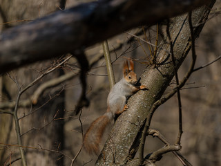 Squirrel in the park in early spring