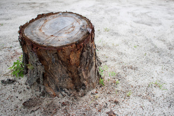 Sliced tree trunk