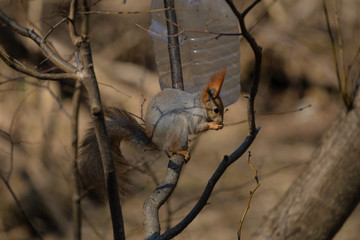 Squirrel in the park in early spring