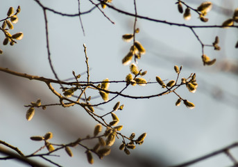 green maple buds in spring close up