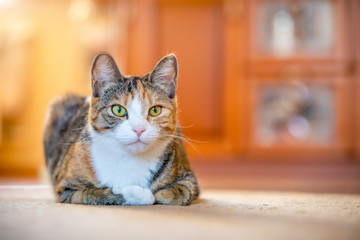 Tricolored cat lying on floor at home