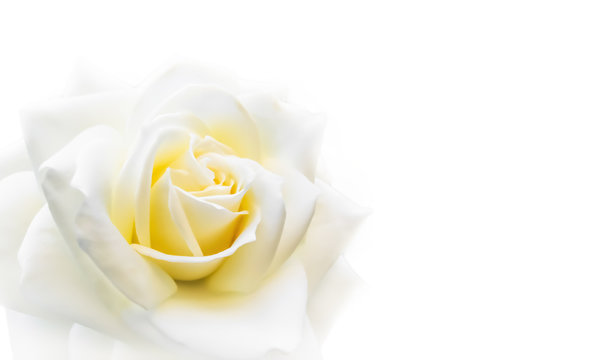 Beautiful rose isolated on white background. Ideal for greeting cards for wedding, birthday, Valentine's Day, Mother's Day
