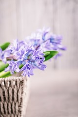 Blue purple hyacinths in a basket on a gray background. Copy space