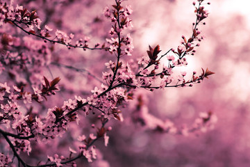 Cherry Blossom Branch