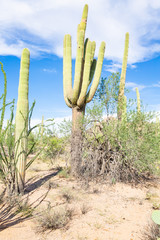 Saguaro National Park, west unit, Arizona, USA