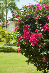 Red tropical flowers on green bushes