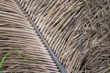 Background of  palm leaves