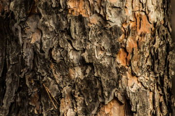 Bark Tree Texture