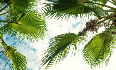 Fototapeta premium Big palm tree leaves on blue sky background. Tropical landscape