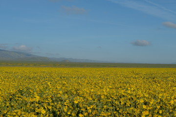Carrizo Plains Flowers Spring Bloom 