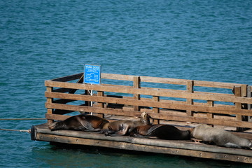 Seals Resting