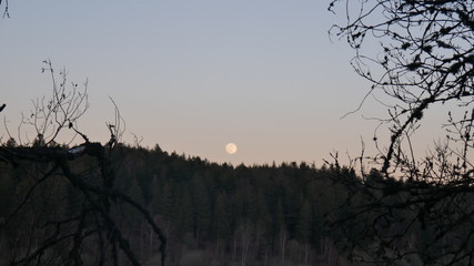 moon in the sky black forest on the ground