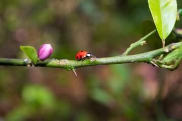 Close-up of ladybug on plant