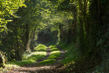 Chemin traversant les bois