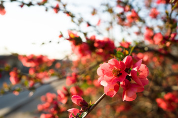 Pink flowers of the tree in bloom spring