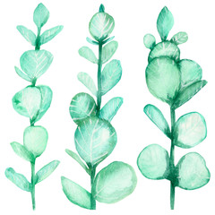Watercolor hand painted set of eucalyptus branches with green leaves . Spring or summer flowers for invitation, wedding or greeting cards.